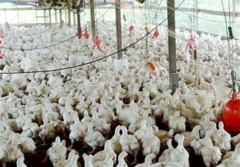 افتتاح بزرگترین زنجیره تولید مرغ و تخم مرغ در گلستان با سرمایه۳۹۰ میلیاردی