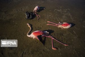 مرگ پرندگان مهاجردرشرق خلیج گرگان