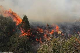 احتمال آتش‌سوزی در جنگل‌های گلستان