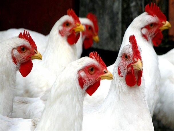 ممنوعیت خروج مرغ زنده از استان