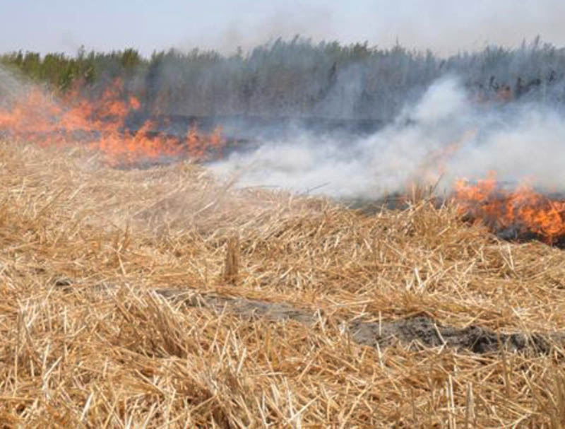 هشدار به آتش‌سوزی در گندمزارها