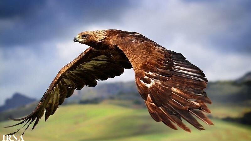 بازگشت عقاب طلایی به محیط زیست شیروان