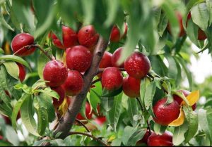 رونق میوه‌های تابستانه درانتظاربازارفروش و فرآوری