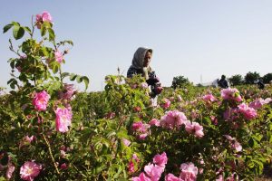 کشت سه برابری گیاهان دارویی در خراسان شمالی