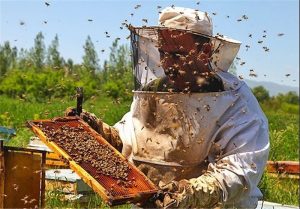 رشد۱۰درصدی تولیدعسل درشهرستان مرزی راز و جرگلان