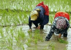 اشتغال شالیکاران در زیرآفتاب و باران در مازندران