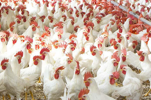 ۷۰۰تن مرغ زنده آماده ورودبه بازار