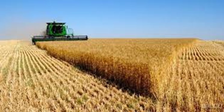 ۳۴۴ هزار تن گندم طی سال جاری از کشاورزان استان مرکزی خریداری شد
