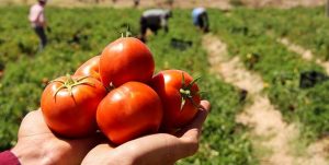 برداشت بیش از ۶۳ هزار تن گوجه در نهاوند