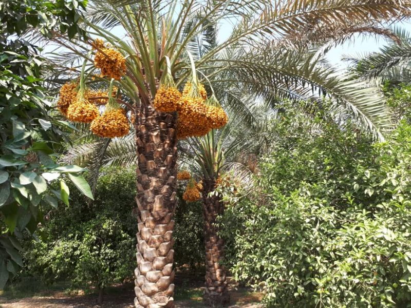 رئیس پژوهشکده خرما و میوه‌های گرمسیری خوزستان گفت: شهرستان دزفول به واسطه شرایط خاص اقلیمی ظرفیت تبدیل شدن به یکی از قطب‌های تولید خرما در استان خوزستان و کشور را دارد.