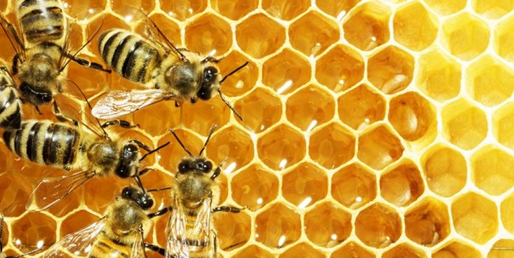 افزایش ٢برابری تولید عسل در نیکشهر