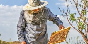 ۲۸۰۰ تن عسل در لرستان تولید شد