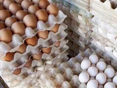 حلقه گمشده درتوزیع تخم مرغ