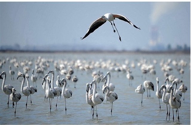 ساحل امن تالاب‌ها برای پرندگان مهاجر