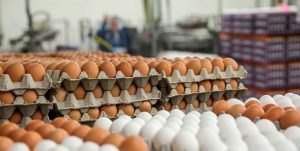 ممنوعیت فروش شانه‌ای تخم مرغ