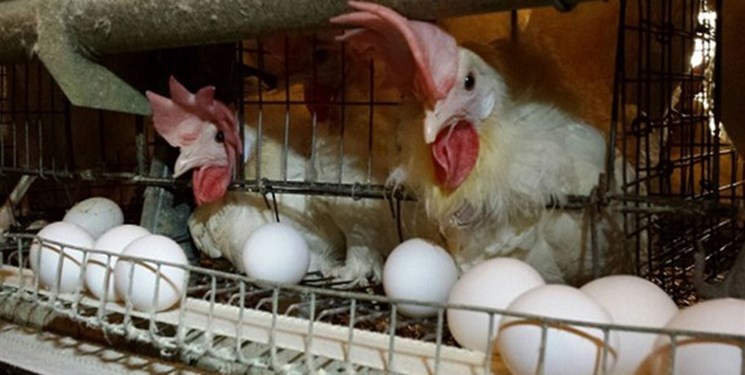 تولید۶هزار تن تخم مرغ در واحدهای مرغداری شهرستان قزوین