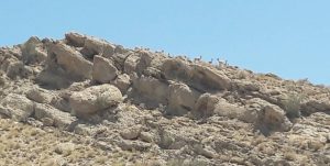 طاعون ۴۶۰ رأس بز وحشی در پارک ملی کلاه قاضی را تلف کرد