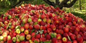 تولید سالانه ۳۵ هزار تن سیب درختی در لردگان
