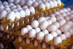 افزایش۱۸۴درصدی تولیدتخم‌مرغ در استان‌سمنان‌طی‌هشت‌سال
