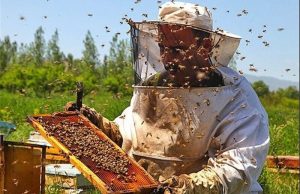 تولید۲۴۰ تن عسل در شیروان