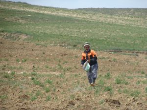 دیمزارهای خراسان شمالی خشکیده‌اند