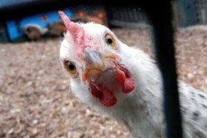 افزایش۷۰۰تنی ظرفیت تولیدگوشت مرغ درسیستان وبلوچستان