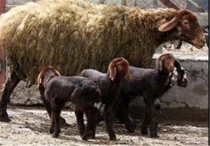 روزانه دوهزار و ۷۰۰  گوسفند در کشتارگاه های گلستان ذبح می شوند