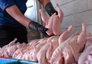 تولید۸۵۴۵تن گوشت مرغ درشیروان