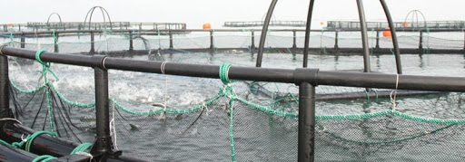 گالیکش مستعد راه‌اندازی و گسترش صنعت پرورش ماهی است