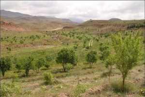 توسعه گلستان باتبدیل اراضی شیبداربه باغات مثمر