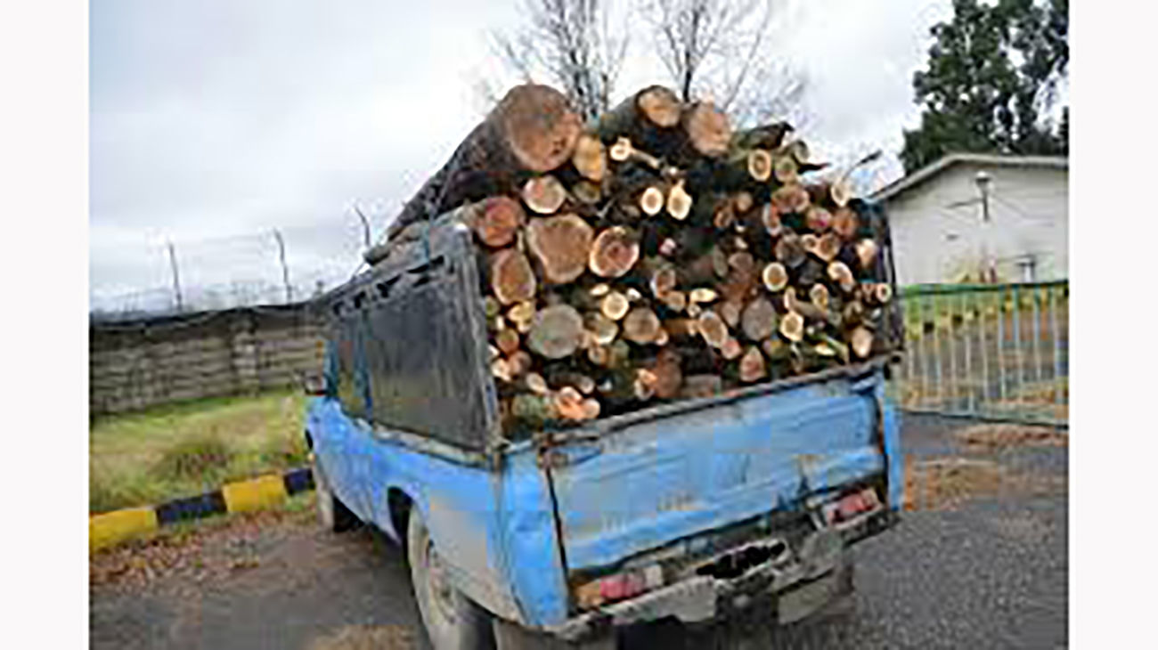 قاچاق چوب،آفتی برجان جنگل‌ها