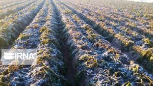 برآورد۱۹۶۳ میلیارد ریالی زیان سرما به محصولات کشاورزی فسا