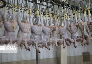 دی‌ماه امسال روزانه حدود۵۷ تن مرغ در چهارمحال و بختیاری کشتار شد