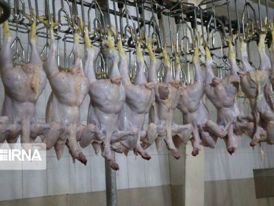 دی‌ماه امسال روزانه حدود۵۷ تن مرغ در چهارمحال و بختیاری کشتار شد
