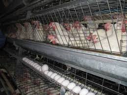 تولید۲برابری تخم مرغ صنعتی درگلستان