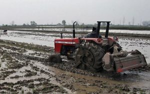 سپرده اختیاراعمال محدودیت درکشت برنج به استان‌ها