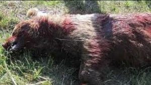 پیداشدن لاشه یک قلاده خرس درارتفاعات توسکستان گرگان