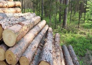 قطع غیرمجاز ۲۴ تن چوب درختان جنگلی در کلیبر