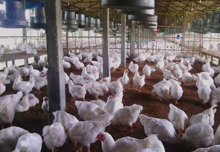 توزیع روزانه ۳۵ تن مرغ دربروجرد