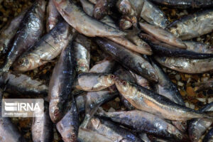 کشف ۲۰ تن ماهی منجمد و تنِ ماهی قاچاق در ساوجبلاغ