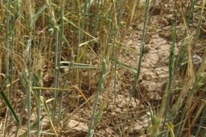به خسارت۴۰ درصدی مزارع گندم بوشهر به علت کاهش بارندگی