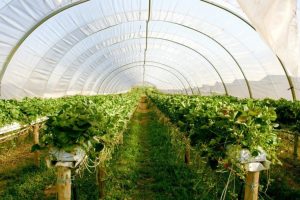 پرداخت تسهیلات به روستاییان برای احداث گلخانه