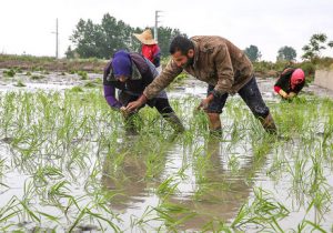 حذف ممنوعیت کشت برنج در۴۰۰هکتارشالیزارخراسان شمالی