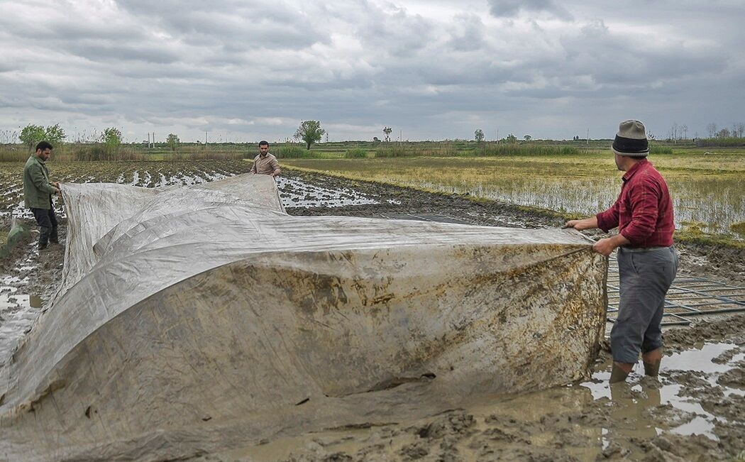 ایجاد نخستین خزانه برنج سال ۱۴۰۰ در آستارا