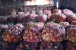 کاهش قیمت پیاز و سیب زمینی در میادین تهران