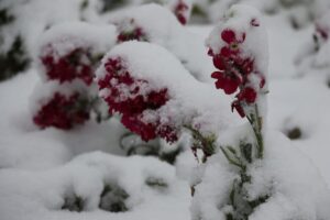 برف بهاری مهمان مشگین‌شهر