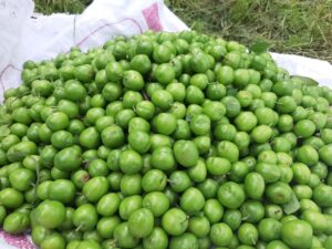 برداشت یک هزار و ۸۰۰ تن گوجه سبز از باغات کرمانشاه