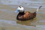 نجات یک جفت گونه در خطر انقراض اردک سرسفید در مهاباد