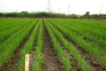 ممنوعیت کشت برنج در اراضی کشاورزی چرداول