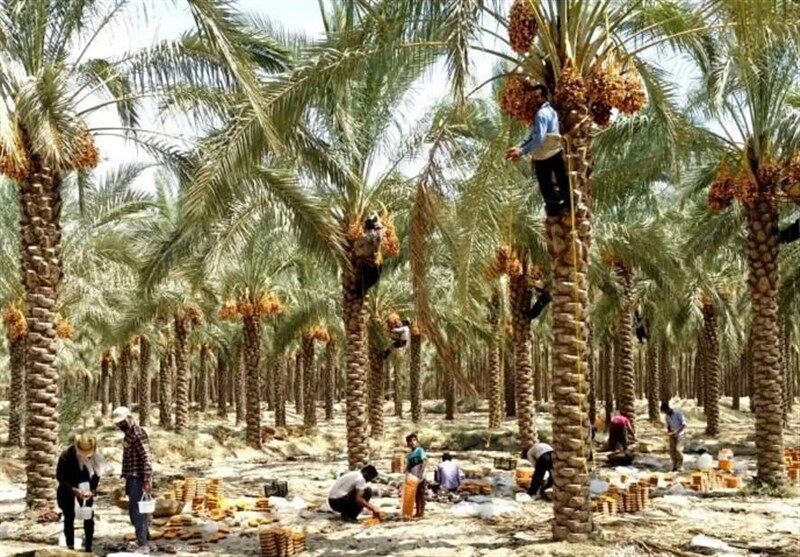 بیمه کشاورزی ۳۴هزار و ۳۳ هکتار از نخیلات استان بوشهر